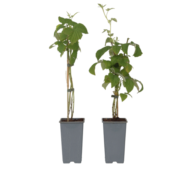 Frambozenplant - Set van 2 - Rubus'Malling Promise'- Hoogte 50-60cm -⌀15cm