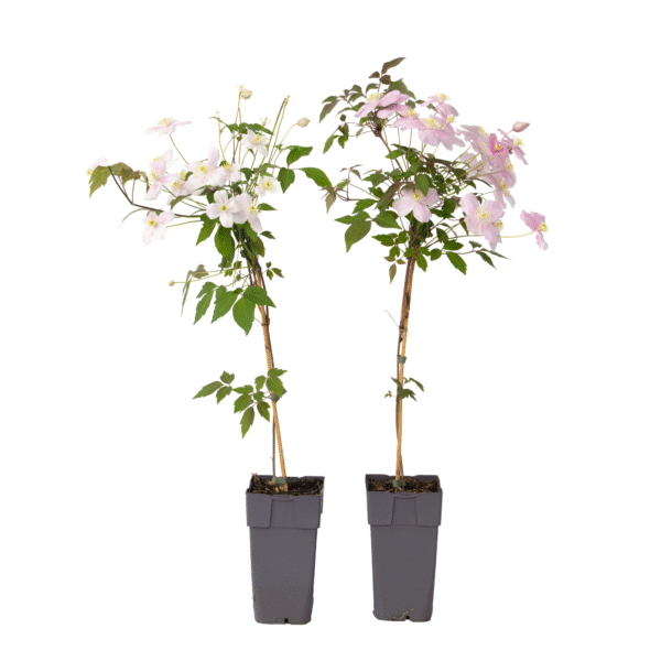 Bosrank - Set van 2 - Clematis'Fragrant Spring'- Hoogte 60-70cm -⌀15cm