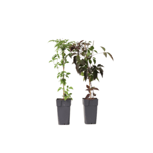 Bosrank - Set van 2 - Clematis Grandiflora, Spring - Hoogte 60-70cm -⌀15cm