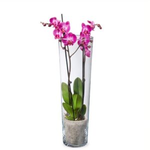 Roze orchidee in vaas