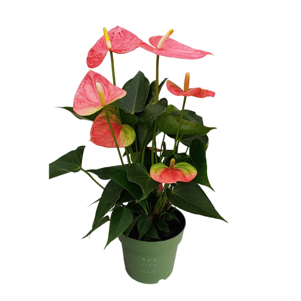 Flamingoplant - Anthurium'Colorado Pink'- Hoogte 40-55cm -ø14cm