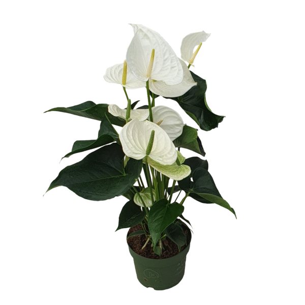 Flamingoplant - Anthurium'Alaska White'- Hoogte 55-70cm -ø17cm