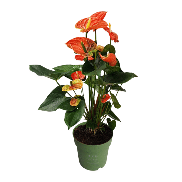Flamingoplant - Anthurium'Madural Orange'- Hoogte 55-70cm -ø17cm