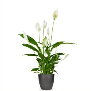 Lepelplant | Spathiphyllum (50-60 cm)