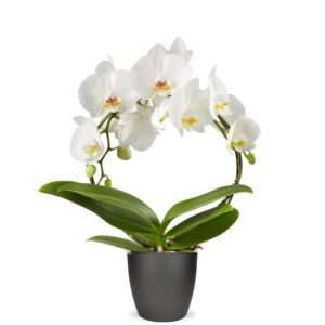 Orchidee boog
