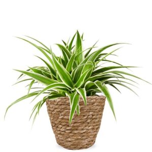 Graslelie | Chlorophytum
