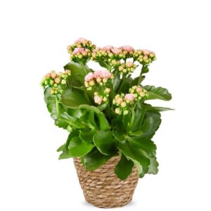 Kalanchoe | Blossfeldiana