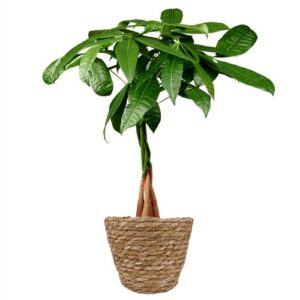 Geldboom | Pachira Aquatica 50cm