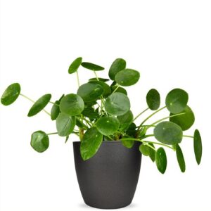 Pannenkoekplant | Pilea peperomioides