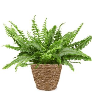 Krulvaren | Nephrolepis