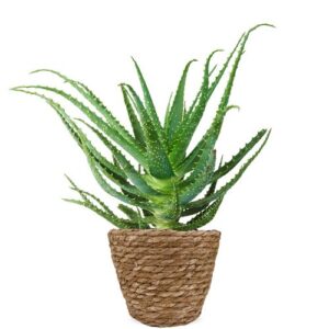 Aloë arborescens | Vetplant