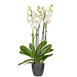 Witte orchidee (L)