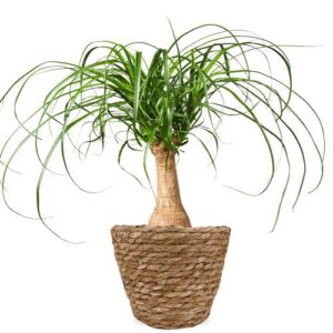 Olifantenpoot | Beaucarnea 60cm