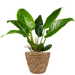 Philodendron Imperial green