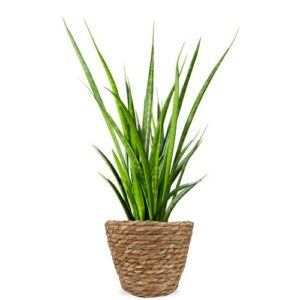 Vrouwentong | Sansevieria Kirkii Friends