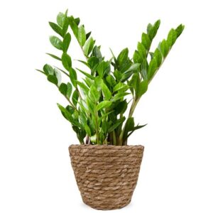 ZZ-plant | Zamioculcas plant