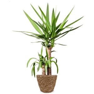 Yucca | Palmlelie 80cm
