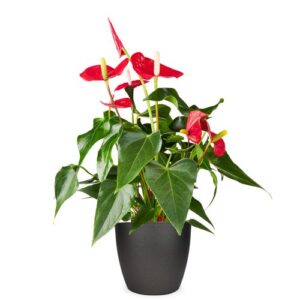 Flamingo plant | Anthurium 50cm