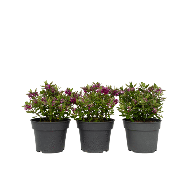 Struikveronica - Set van 3 - Hebe All Blooms'Samona'- Hoogte 30-35cm -⌀13cm