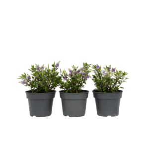 Struikveronica - Set van 3 - Hebe All Blooms'Siara'- Hoogte 30-35cm -⌀13cm