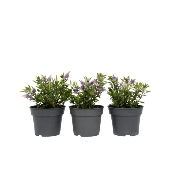 Struikveronica - Set van 3 - Hebe All Blooms'Siara'- Hoogte 30-35cm -⌀13cm