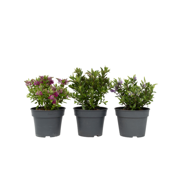 Struikveronica - Set van 3 - Hebe All Blooms - Hoogte 30-35cm -⌀13cm