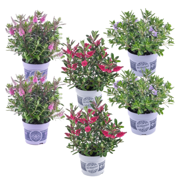 Struikveronica - Set van 6 - Hebe All Blooms - Hoogte 30-35cm -⌀13cm