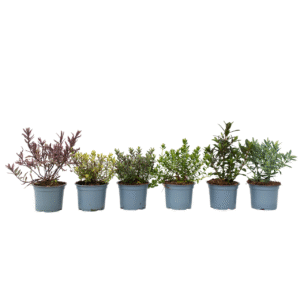 Struikveronica - Set van 6 - Hebe pinguifolia - Hoogte 15-20cm -⌀10,5cm