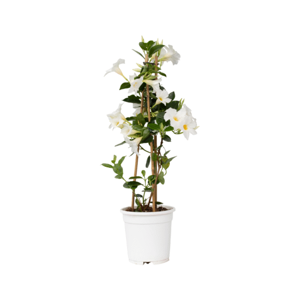 Dipladenia - Mandeville'Rio White'- Hoogte 60-70cm -⌀17cm