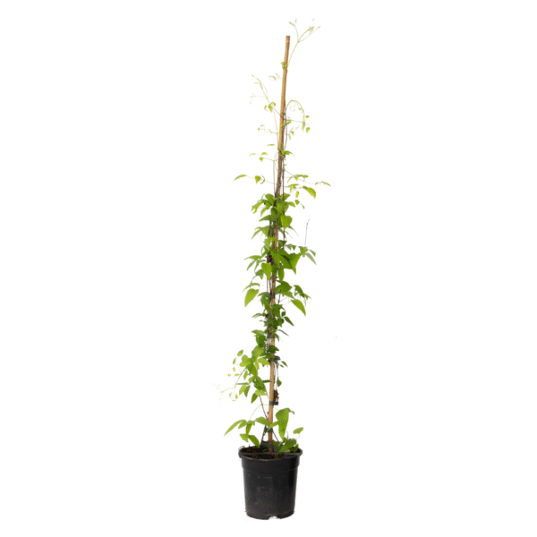 Bosrank - Clematis'The President'- Hoogte 100-120cm -⌀17cm