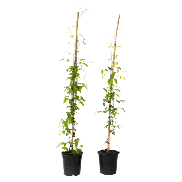 Bosrank - 2 stuks - Clematis'The President'- Hoogte 100-120cm -⌀17cm