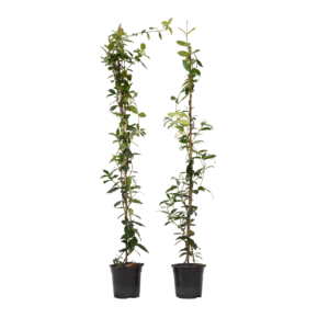 Jasmijn - Set van 2 - Trachelospermum jasminoides - Hoogte 110-120cm -⌀17cm