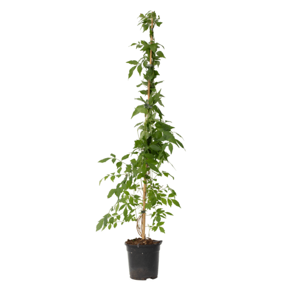 Trompetbloem - Campis radicans'Flava'- Hoogte 110-120cm -⌀17cm