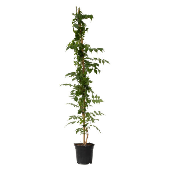 Trompetbloem - Campsis taglibuana'Mme Galen'- Hoogte 110-120cm -⌀17cm