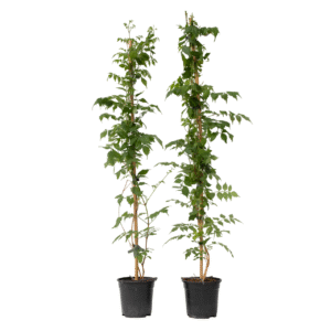 Trompetbloem - Set van 2 - Campsis'Mme Galen'- Hoogte 110-120cm -⌀17cm