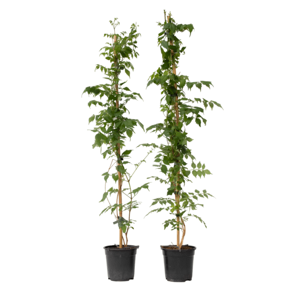 Trompetbloem - Set van 2 - Campsis'Mme Galen'- Hoogte 110-120cm -⌀17cm