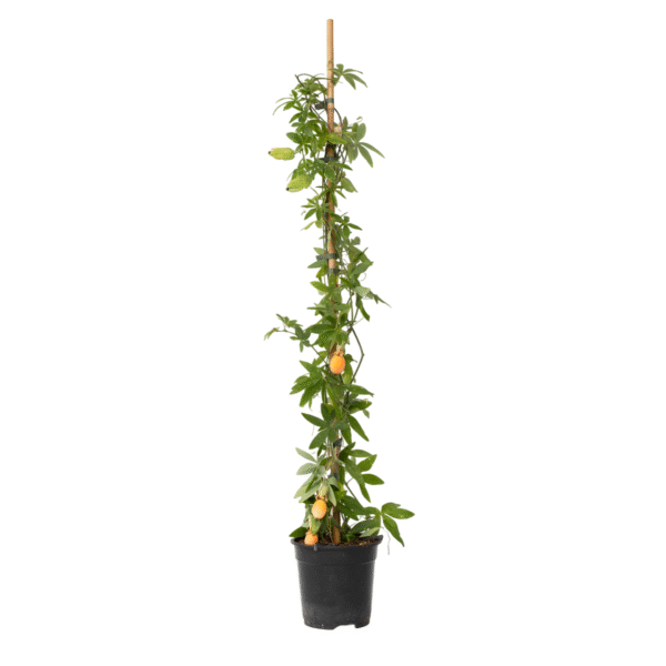 Passiebloem - Passiflora caerulea - Hoogte 110-120cm -⌀17cm