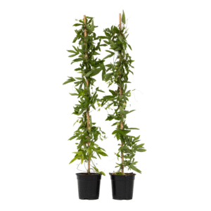 Passiebloem - Set van 2 - Passiflora'Victoria'- Hoogte 110-120cm -⌀17cm