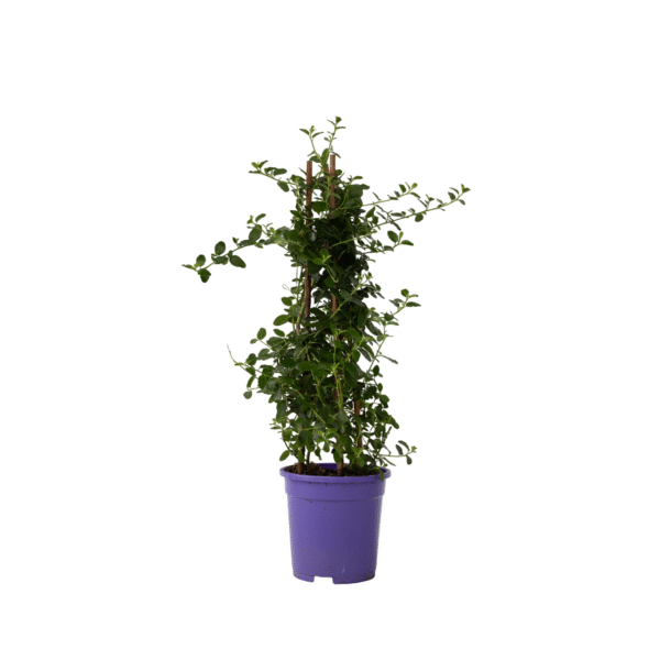 Amerikaanse sering - Ceanothus thyrsiflorus Repens - Hoogte 60-70cm -⌀17cm