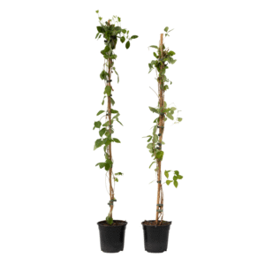 Kamperfoelie - Set van 2 - Lonicera'American Beauty'- Hoogte 110-120cm -⌀17cm