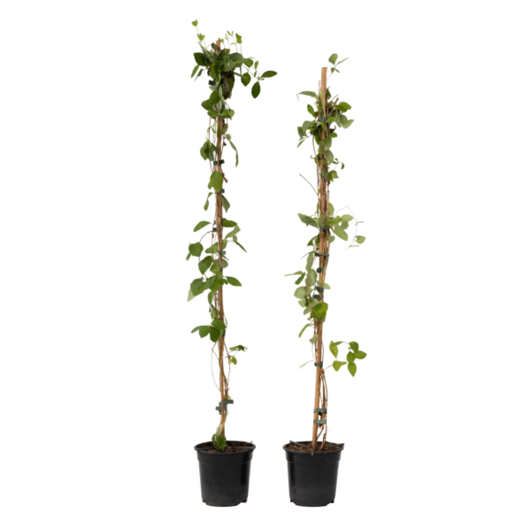 Kamperfoelie - Set van 2 - Lonicera'American Beauty'- Hoogte 110-120cm -⌀17cm
