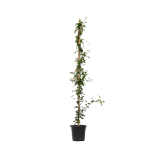 Jasmijn - Trachelospermum jasminoides - Hoogte 110-120cm -⌀17cm