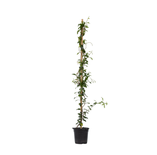 Jasmijn - Trachelospermum jasminoides - Hoogte 110-120cm -⌀17cm