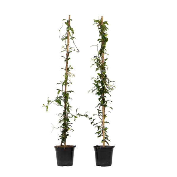 Jasmijn - Set van 2 - Trachelospermum jasminoides - Hoogte 110-120cm -⌀17cm