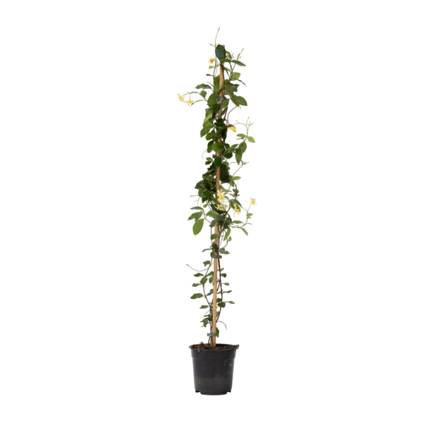 Jasmijn - Trachelospermum jasminoides - Hoogte 110-120cm -⌀17cm