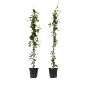 Jasmijn - Set van 2 - Trachelospermum jasminoides - Hoogte 110-120cm -⌀17cm