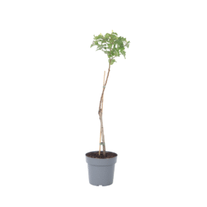 Abrikozenboom - Prunus armeniaca - Hoogte 90-100cm -⌀21cm