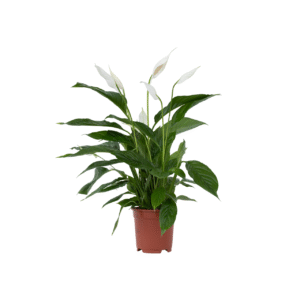 Lepelplant - Spathiphyllum'Lima'- Hoogte 60-75cm -⌀17cm