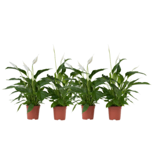 Lepelplant - Set van 4 - Spathiphyllum'Lima'- Hoogte 60-75cm -⌀12cm