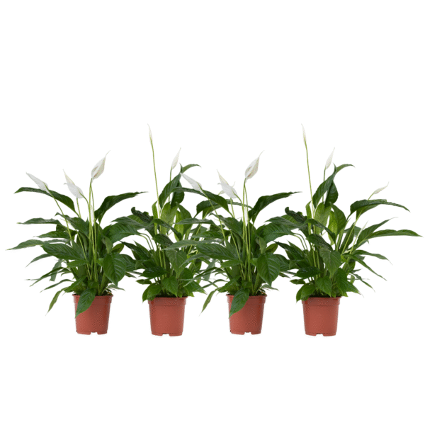 Lepelplant - Set van 4 - Spathiphyllum'Lima'- Hoogte 60-75cm -⌀12cm